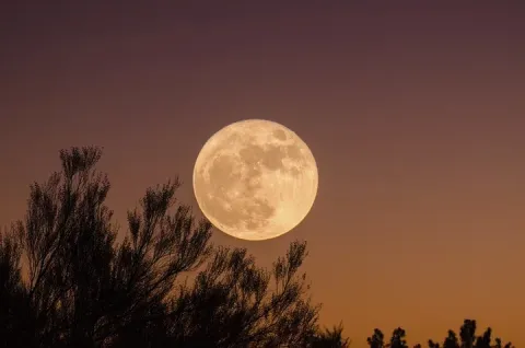 Supermoon in the sky with a tree in the background 
