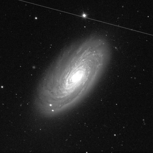 A spiral galaxy against a black background with white dots of scattered stars. The galaxy has a small white oval-shaped centre that shines brightly. The dusty spiral arms are various shades of grey. They are wound closely around the middle of the galaxy. The galaxy is face-on. It is a stretched oval shape that stretches towards the lower left and upper right. 